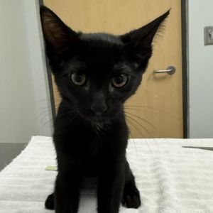Nocturne, Baby Male Domestic Short Hair