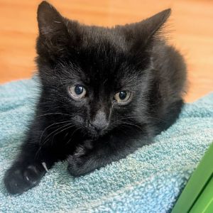 Watson, Baby Female unknown