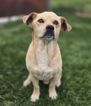 Asiago, Adult Male Chihuahua