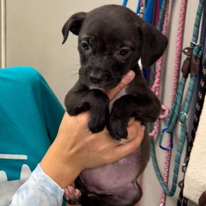 EmJay, Baby Female Terrier