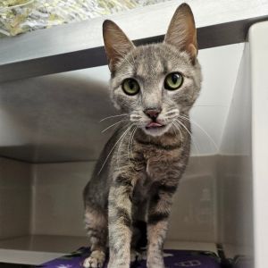 Junipurr, Young Female Domestic Short Hair