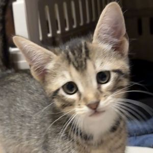Willie, Baby Male Domestic Short Hair