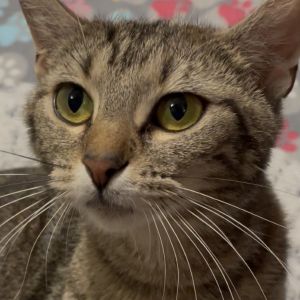 Willow, Young Female Domestic Short Hair