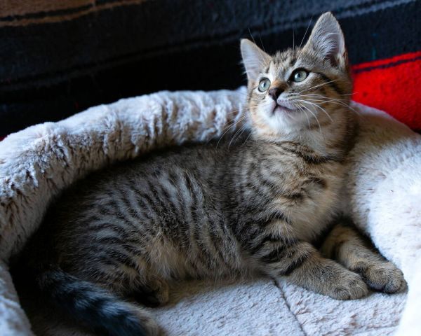 Pet Image