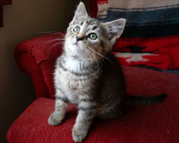 Pet Image