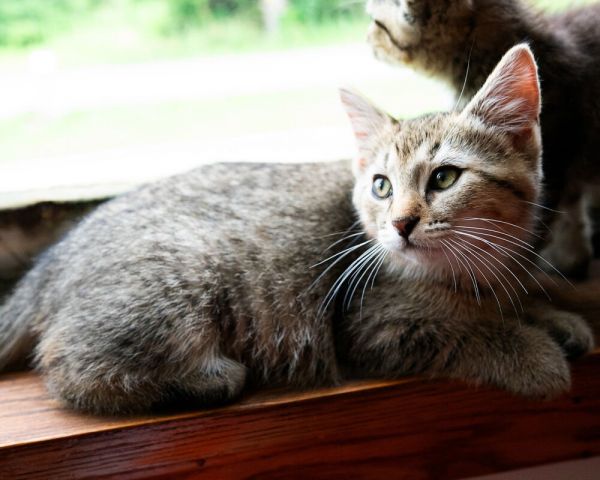 Pet Image