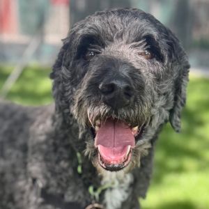 Kona, Adult Female Poodle