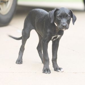 Kiwi, Baby Female Mixed Breed