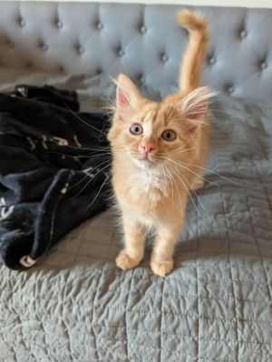 Porsche, Baby Female Domestic Long Hair