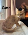 Gator photo 1