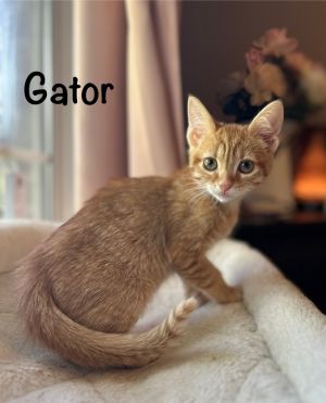 Gator, Baby Male Domestic Short Hair