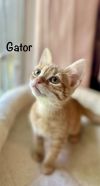Gator photo 2