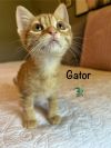Gator photo 4