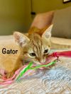 Gator photo 5