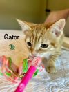 Gator photo 6