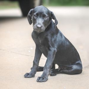 Blackberry, Baby Male Mixed Breed