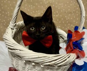 Anchor, Baby Male Domestic Short Hair