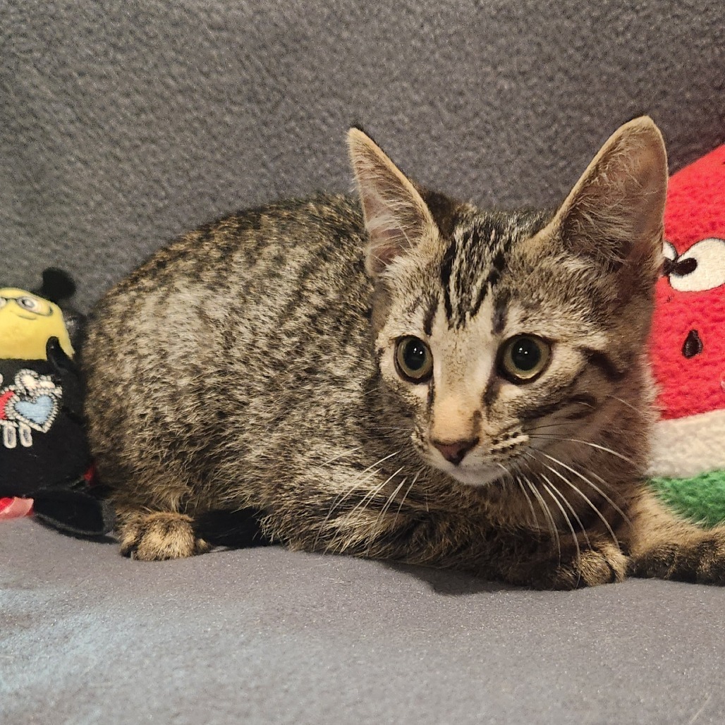 Kimi