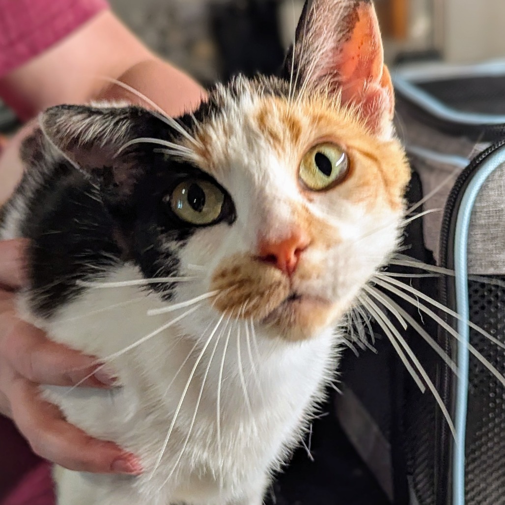 Merida