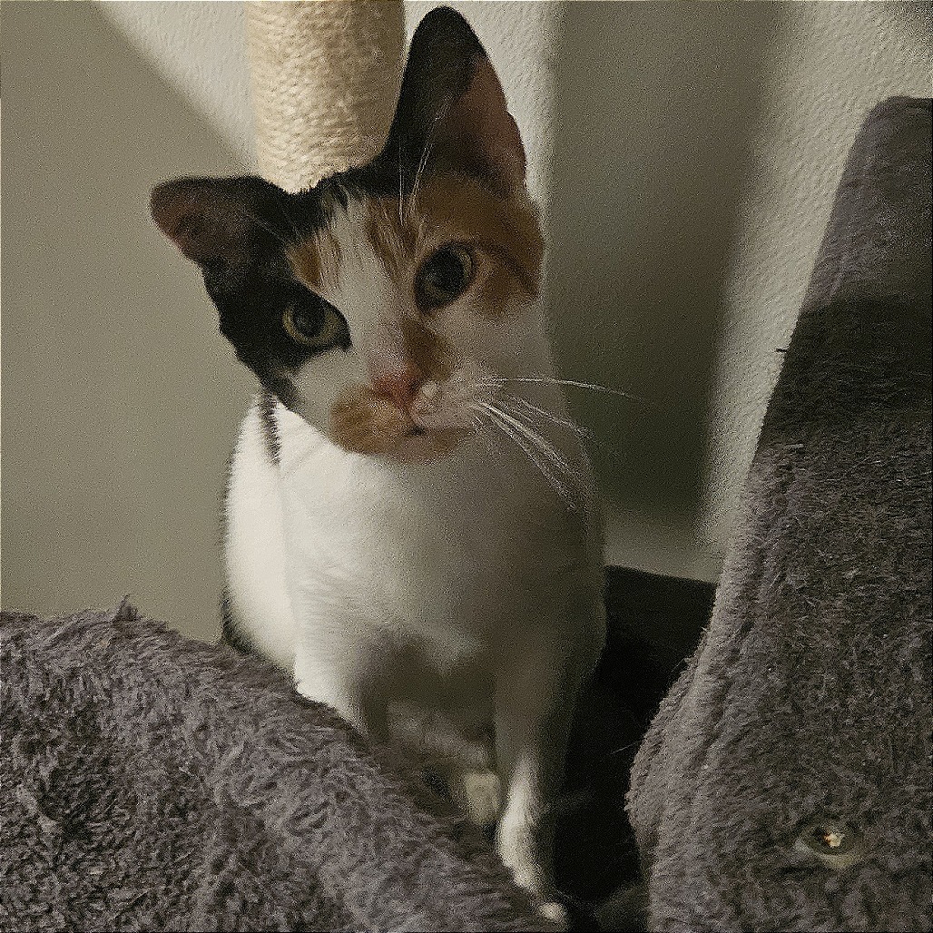 Merida
