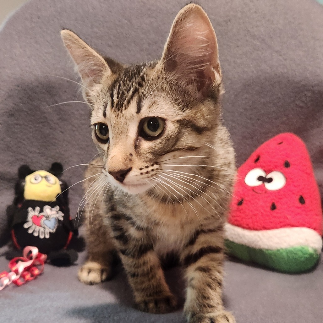 Lulu