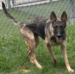 SKADE RODRIGUEZ, Adult Female German Shepherd Dog