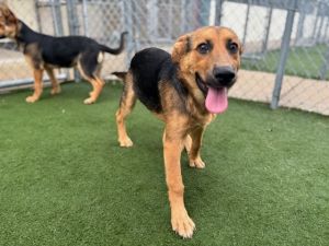 GUMBO, Baby Male German Shepherd Dog