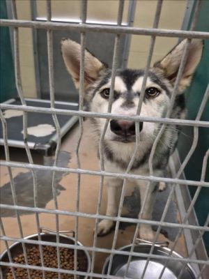 ANABUIS, Young Male Husky