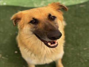 RAMBO, Young Male German Shepherd Dog