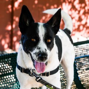 Zane, Adult Male Border Collie