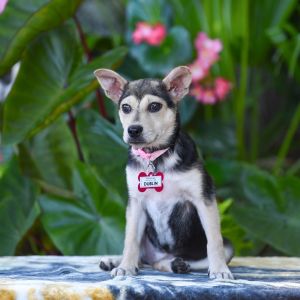 Dublin, Baby Female Feist