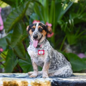 Roxy, Young Female Cattle Dog