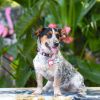 Roxy photo 2