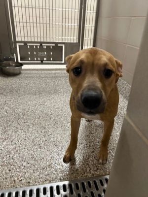 58853662, Adult Male Mixed Breed