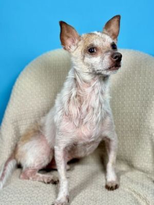 58853456, Senior Male Chihuahua