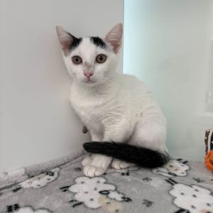 Cottonball Domestic Short Hair Cat
