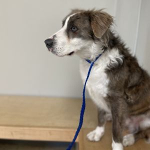 Roger Border Collie Dog