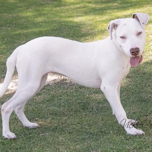 Snow White, Young Female unknown