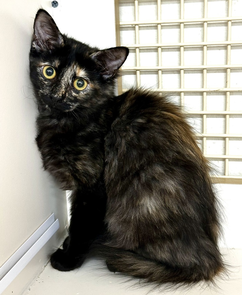 Ella