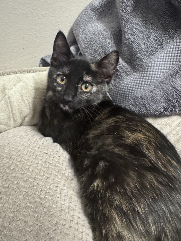 Hana