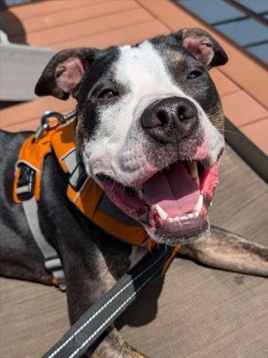 Hi there My name is Davey I came to RASKC as a stray and then was surrendered by my previous
