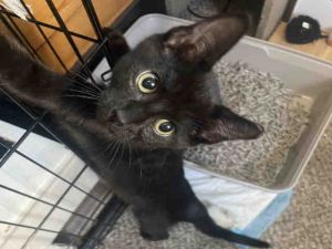 Hopper is a handsome black kitten with a gentle spirit and bright curious eyes This mellow little 