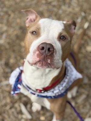 Hello My name is Sybil I came to RASKC as a stray and now Im looking for a new home