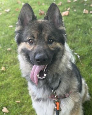 Hi My name is Ken and I am available for adoption I was brought in by a good samaritan on