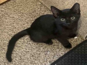 Mantis is a beautiful black kitten with the softest fur and the sweetest little 