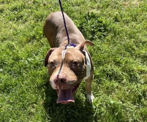 Hi My name is Spam and I am available for adoption I was brought in by an Animal Control Officer