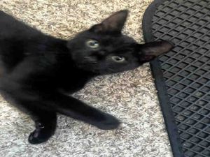 This playful panther-in-training is full of personality Cricket is a curious black kitten who loves