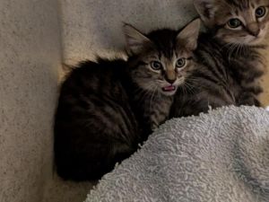 Hi My name is Margot and I am available for adoption I was brought in by a good Samaritan on