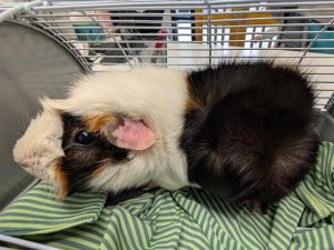 Hi there My name is Chocolate Chip and Im a guinea pig who is looking for a forever home I
