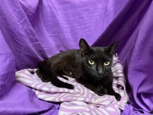 A1236517, Young Female Domestic Short Hair